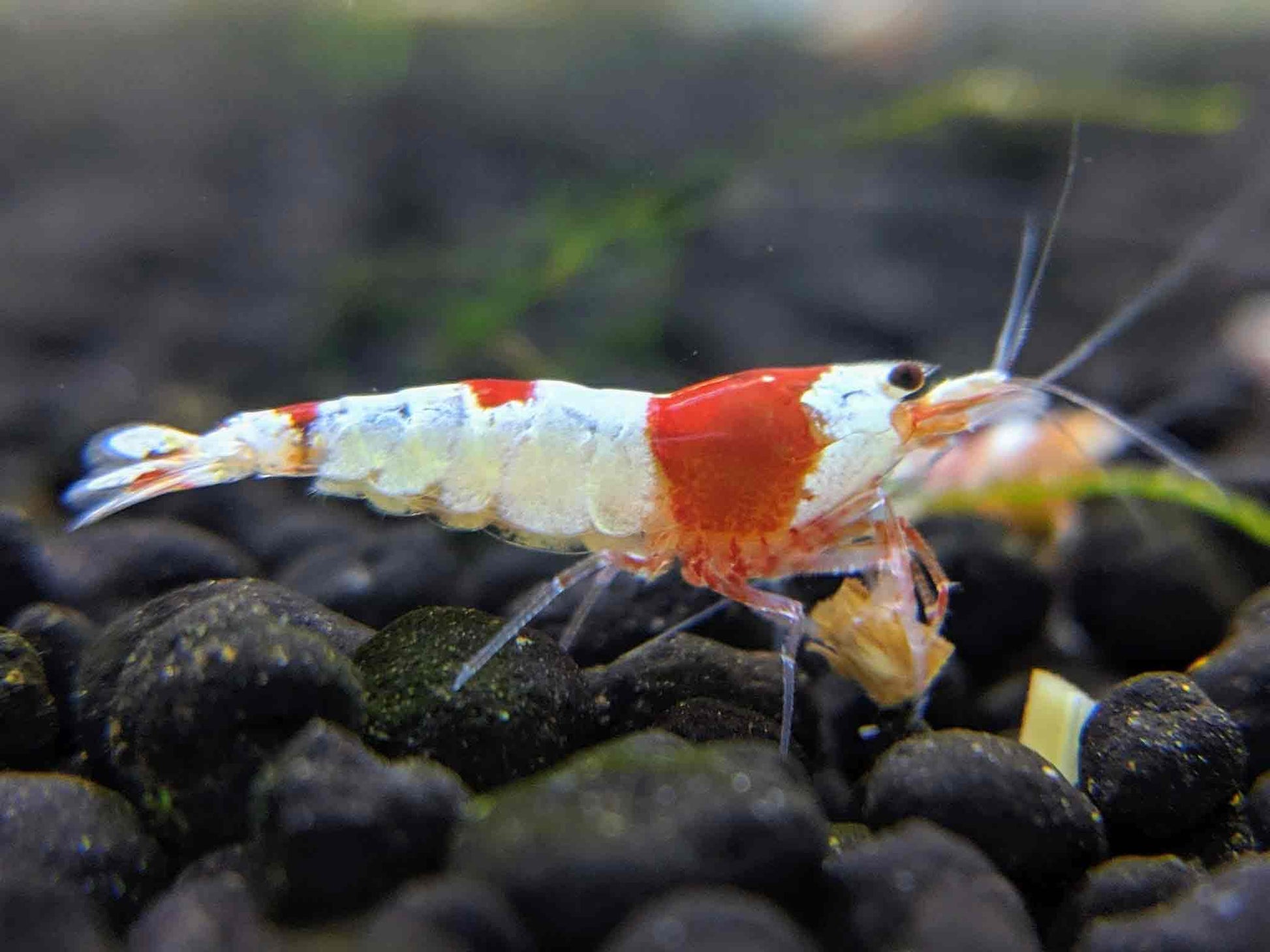 Adorable red crystal shrimp.