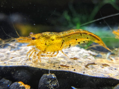 Tangerine Tiger Shrimp - shrimpy-business