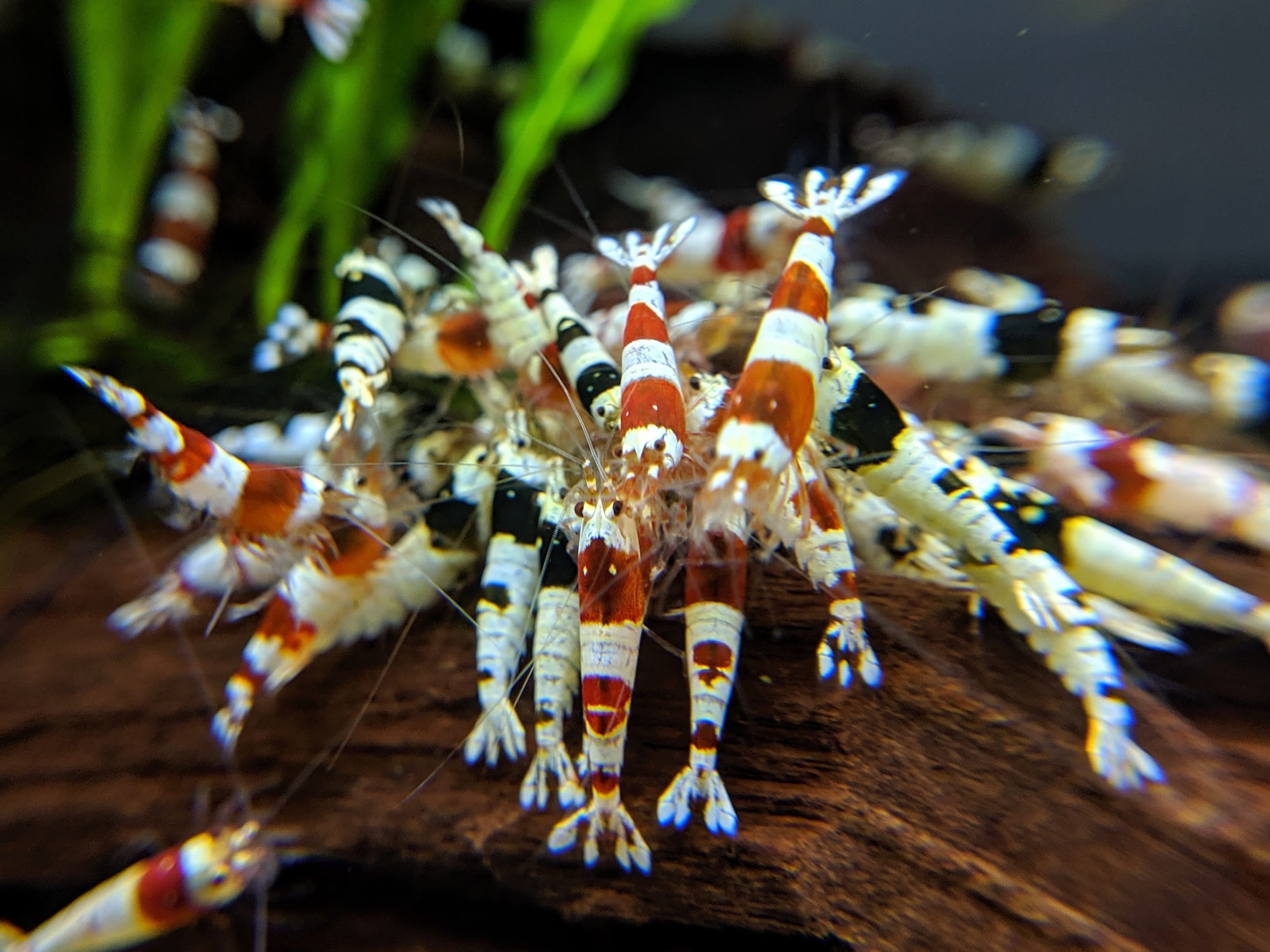 Crystal Shrimp Golden Bee Trio Pack (12 Shrimps) - shrimpy-business