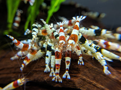 Crystal Shrimp Golden Bee Trio Pack (12 Shrimps) - shrimpy-business