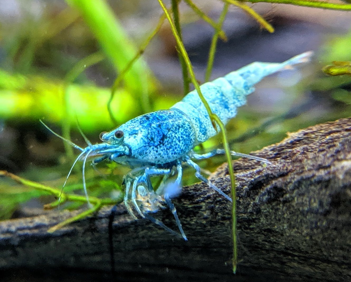 Blue Bolt Shrimp - shrimpy-business