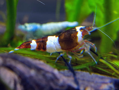 Red King Kong / Panda Shrimp - shrimpy-business