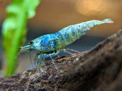 Blue Bolt Shrimp - shrimpy-business