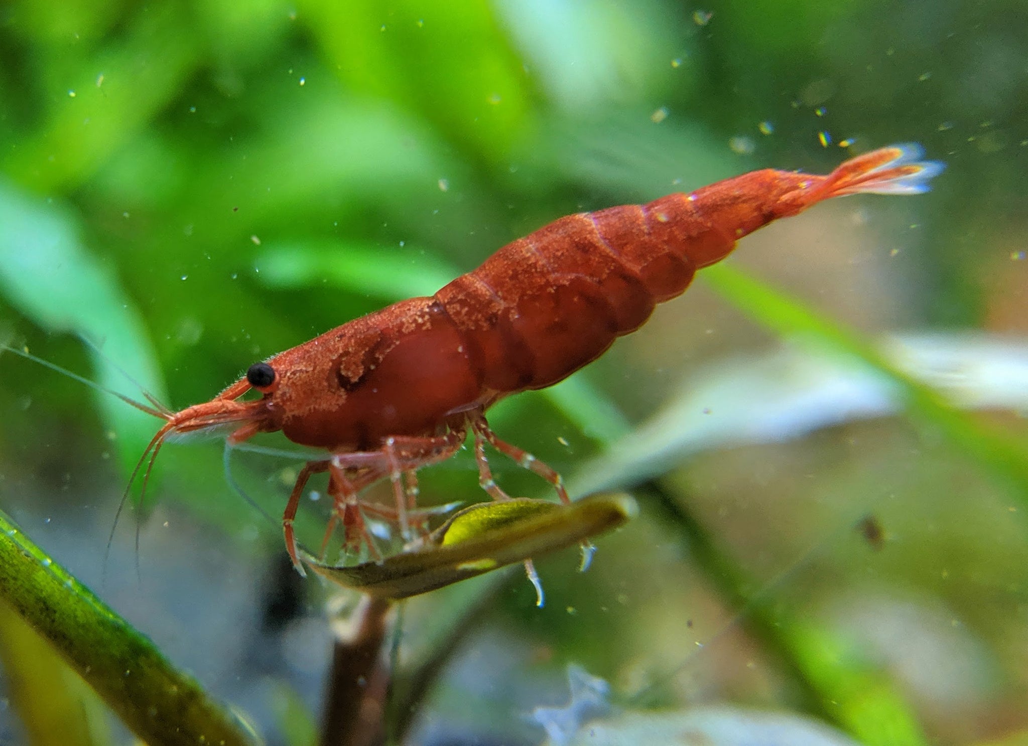 High Grade Cherry Shrimp Fire Red Shrimp Shrimpy Business