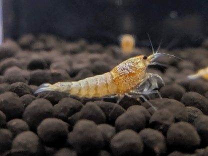 Golden Bee Shrimp - shrimpy-business