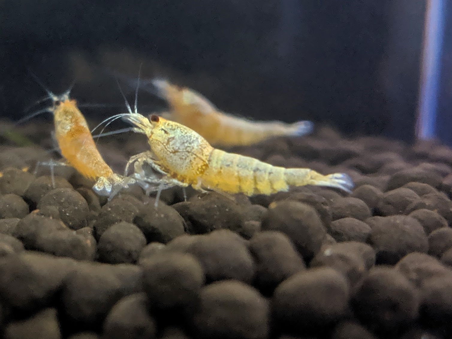Golden Bee Shrimp - shrimpy-business