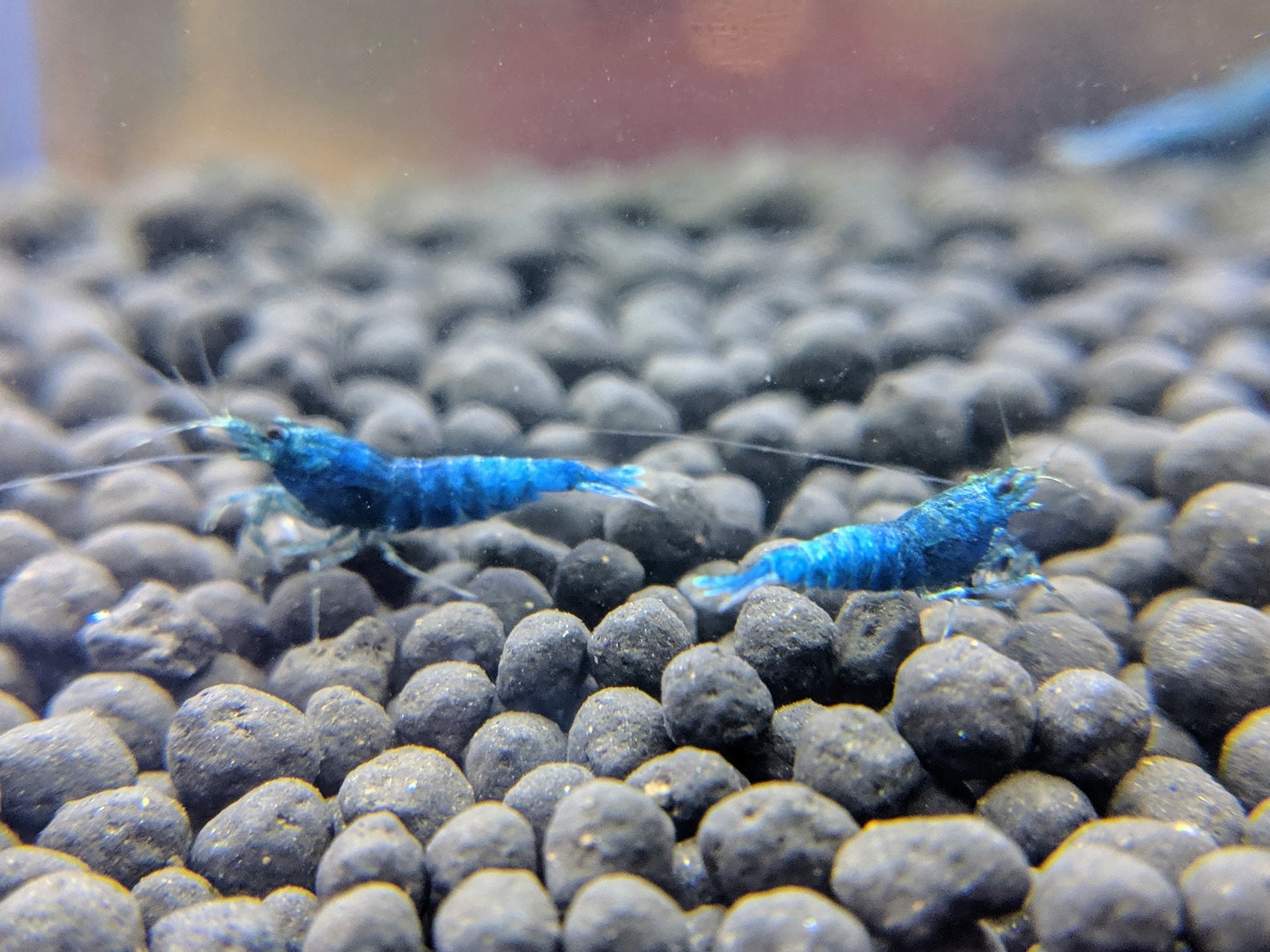 Extreme Blue Bolts - shrimpy-business