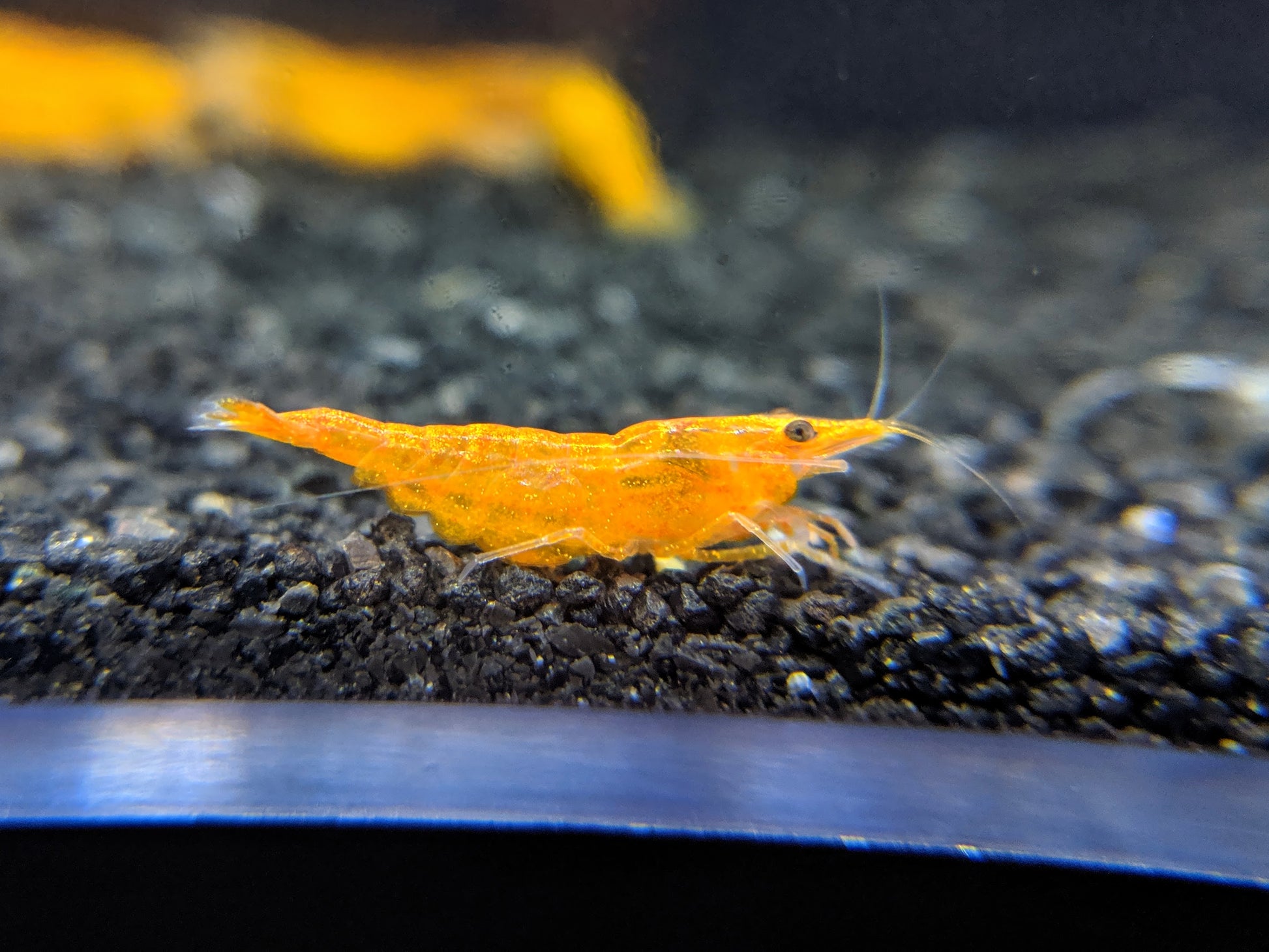 Orange Pumpkin Shrimp - shrimpy-business