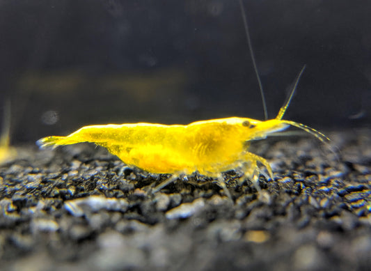 Yellow golden back shrimp.