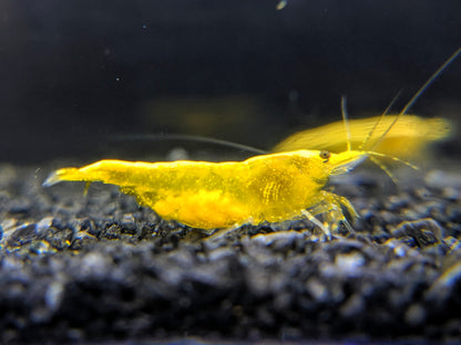 Yellow golden back shrimp for sale.