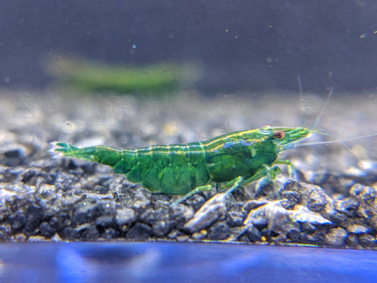 Green jade shrimp.