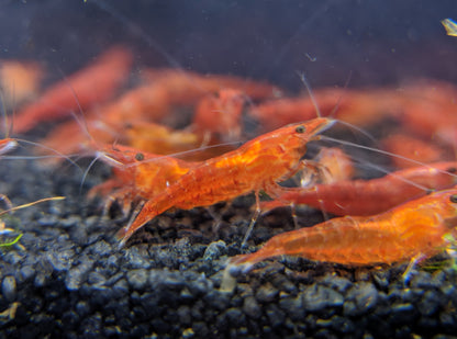 Sakura Grade Cherry Shrimp - shrimpy-business
