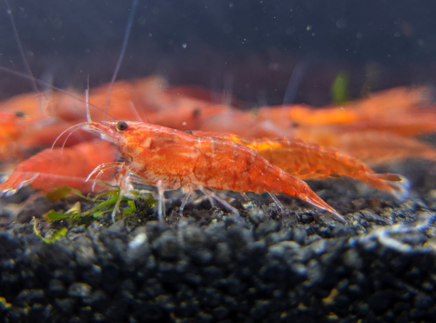 Sakura Grade Cherry Shrimp - shrimpy-business