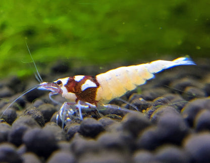 Red German Spotted Head Pinto - shrimpy-business