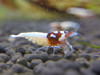 Red German Spotted Head Pinto - shrimpy-business