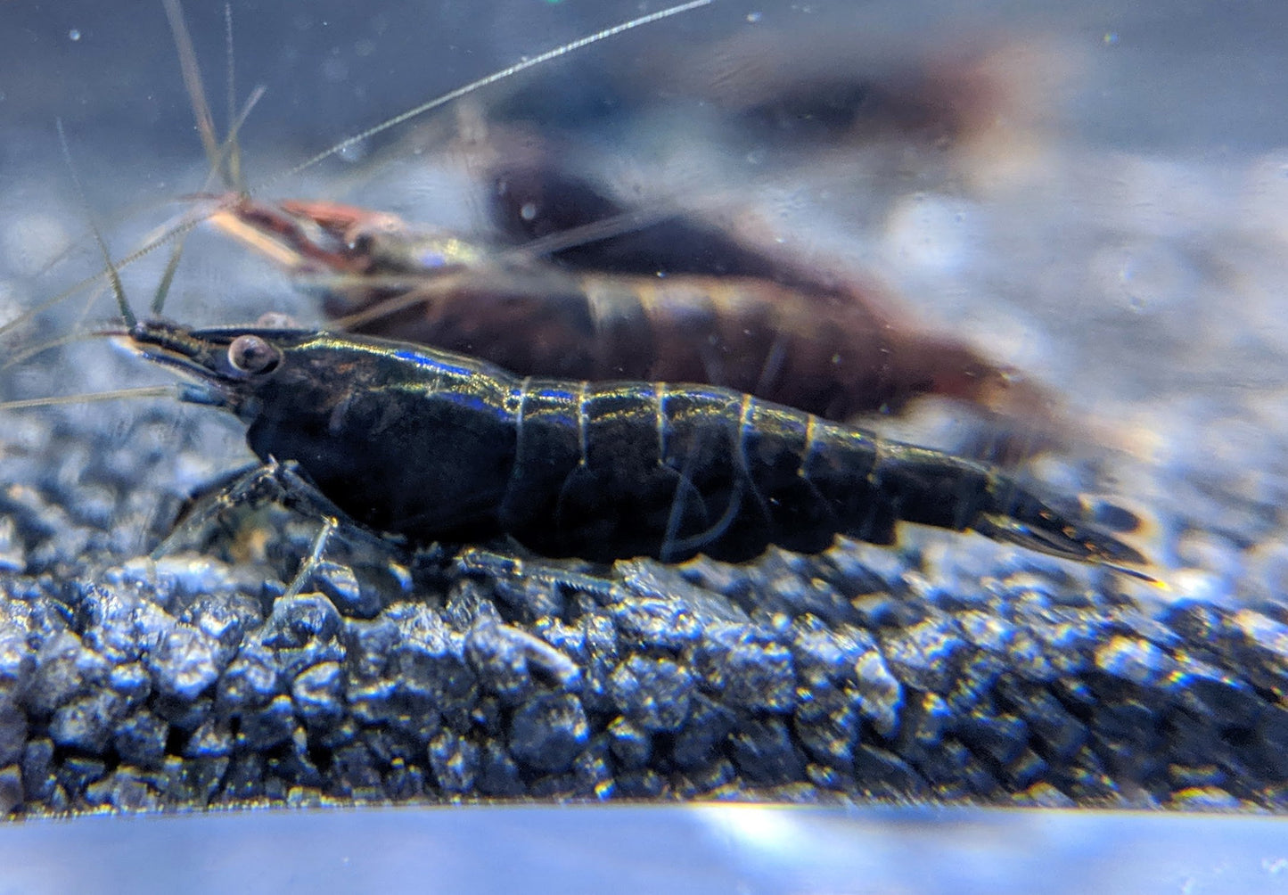 Black rose shrimp.