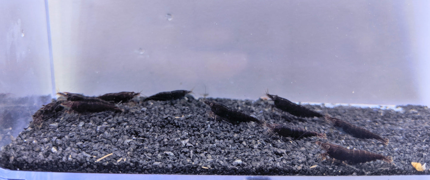 Gothic black rose shrimp.