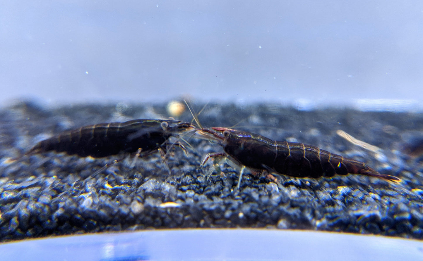 Black rose neocaridina.