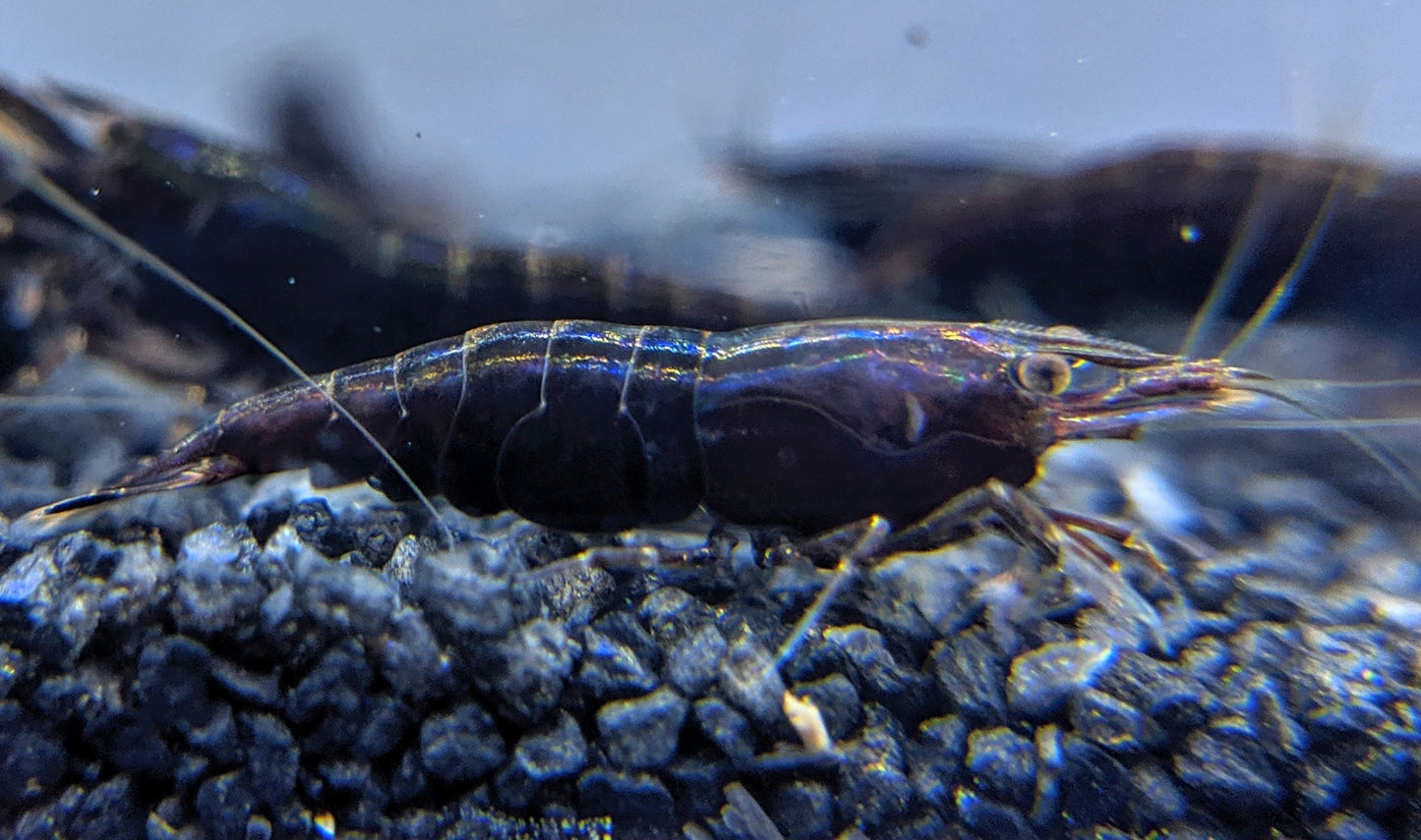 Black rose neocaridina shrimp.