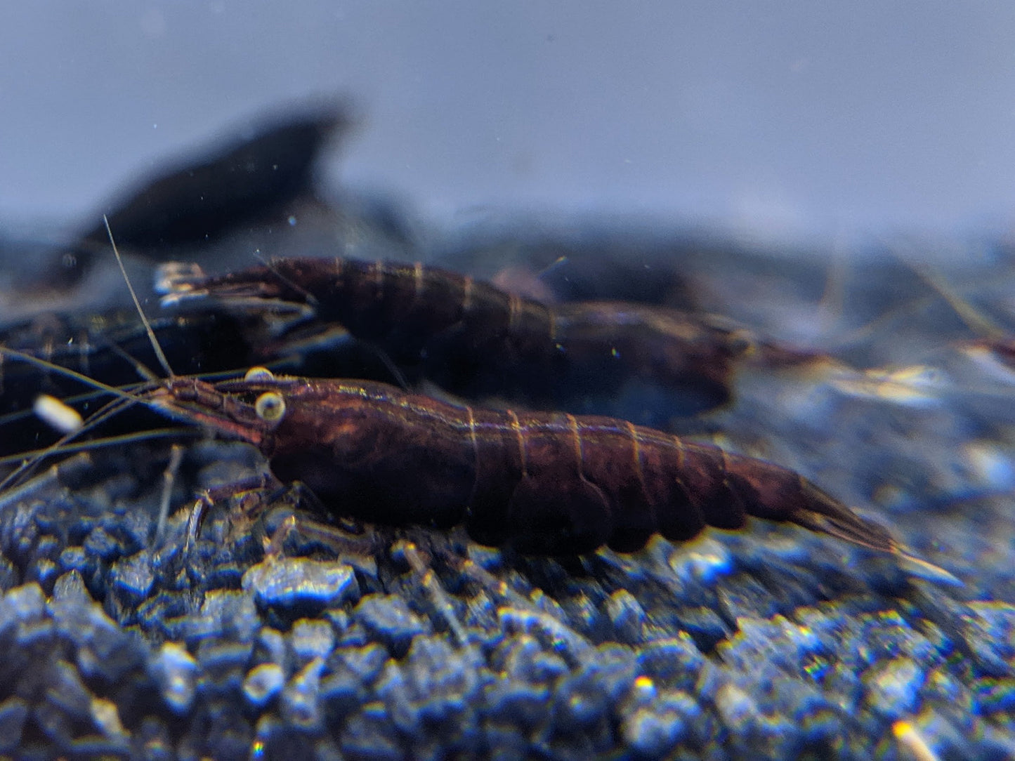 Buy healthy black rose shrimp.