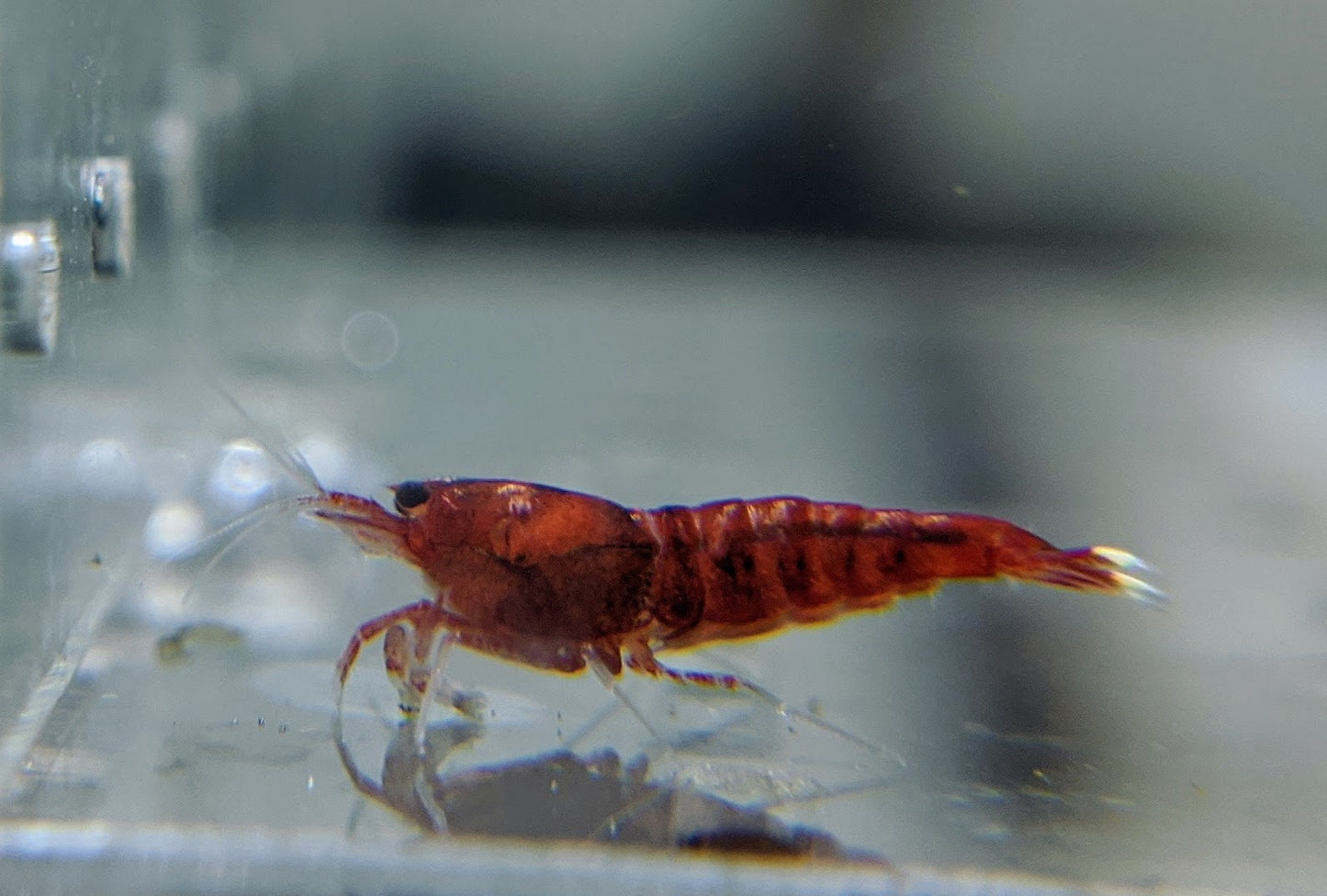 Extreme Red King Kong - shrimpy-business