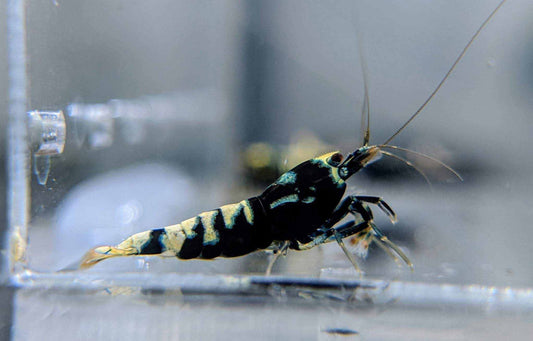 Black Galaxy Pinto Shrimp - shrimpy-business