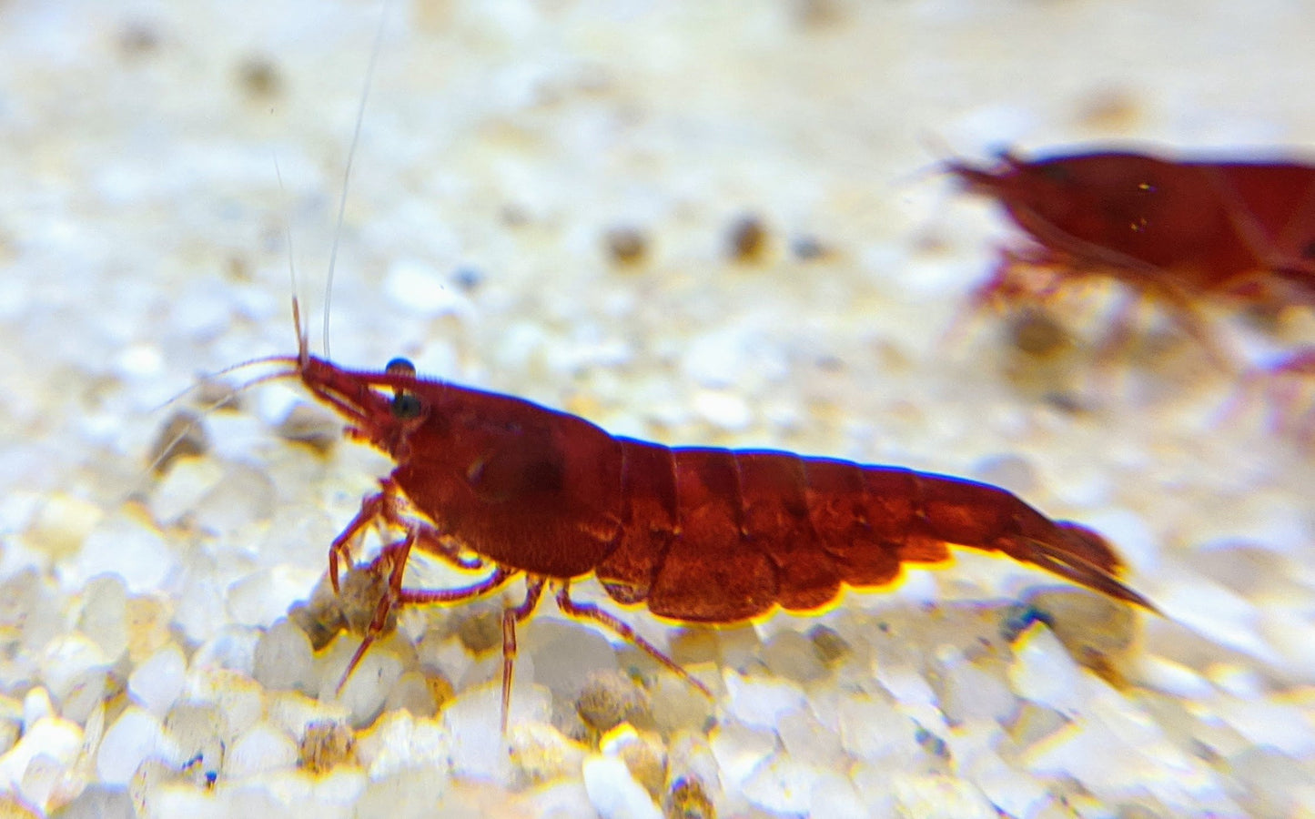 Bloody Mary Shrimp - shrimpy-business