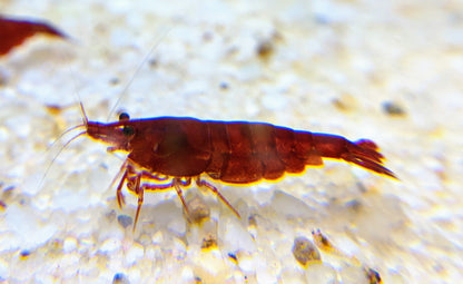 Bloody Mary Shrimp - shrimpy-business