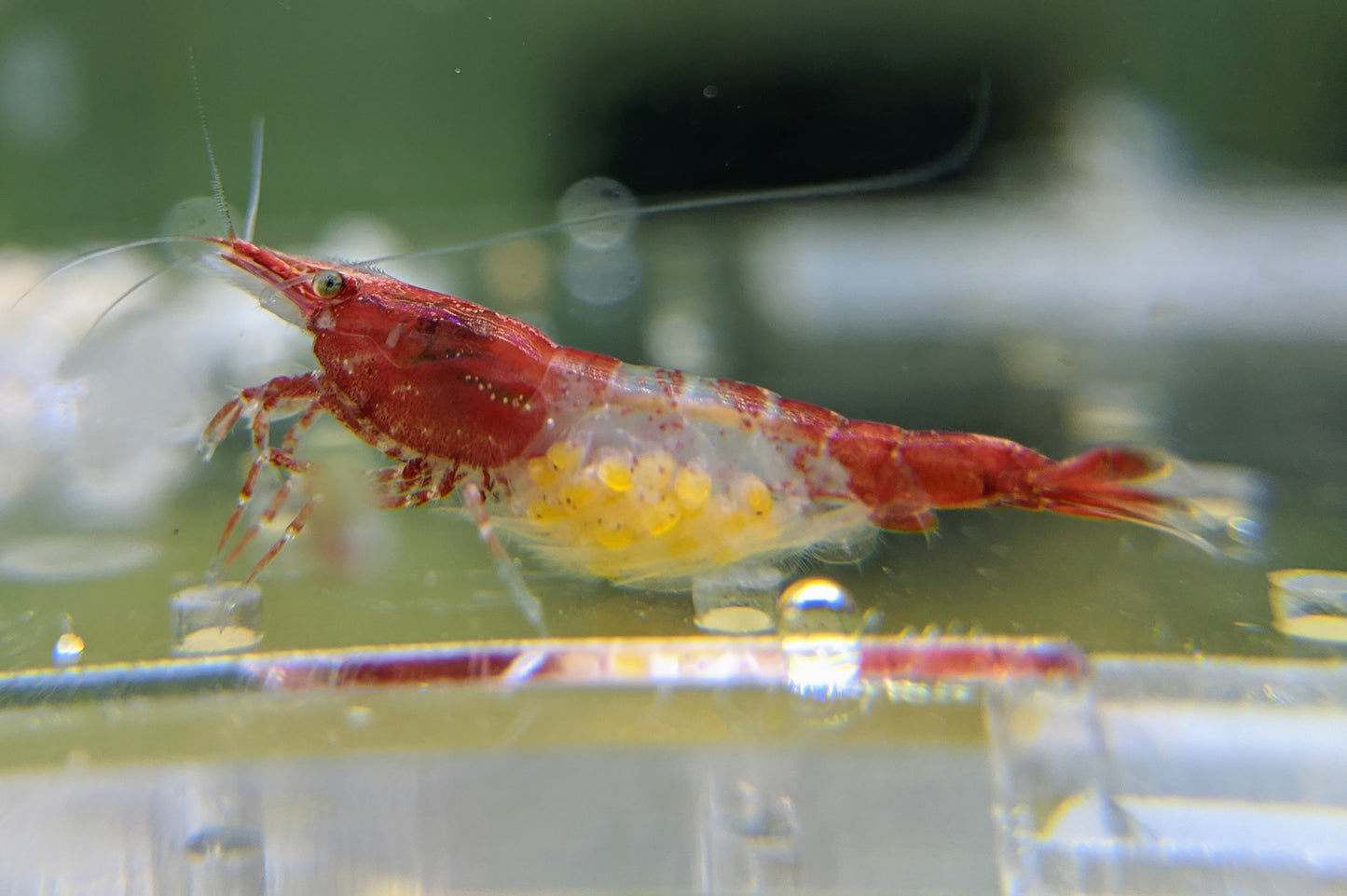 Red RIli Shrimp - shrimpy-business