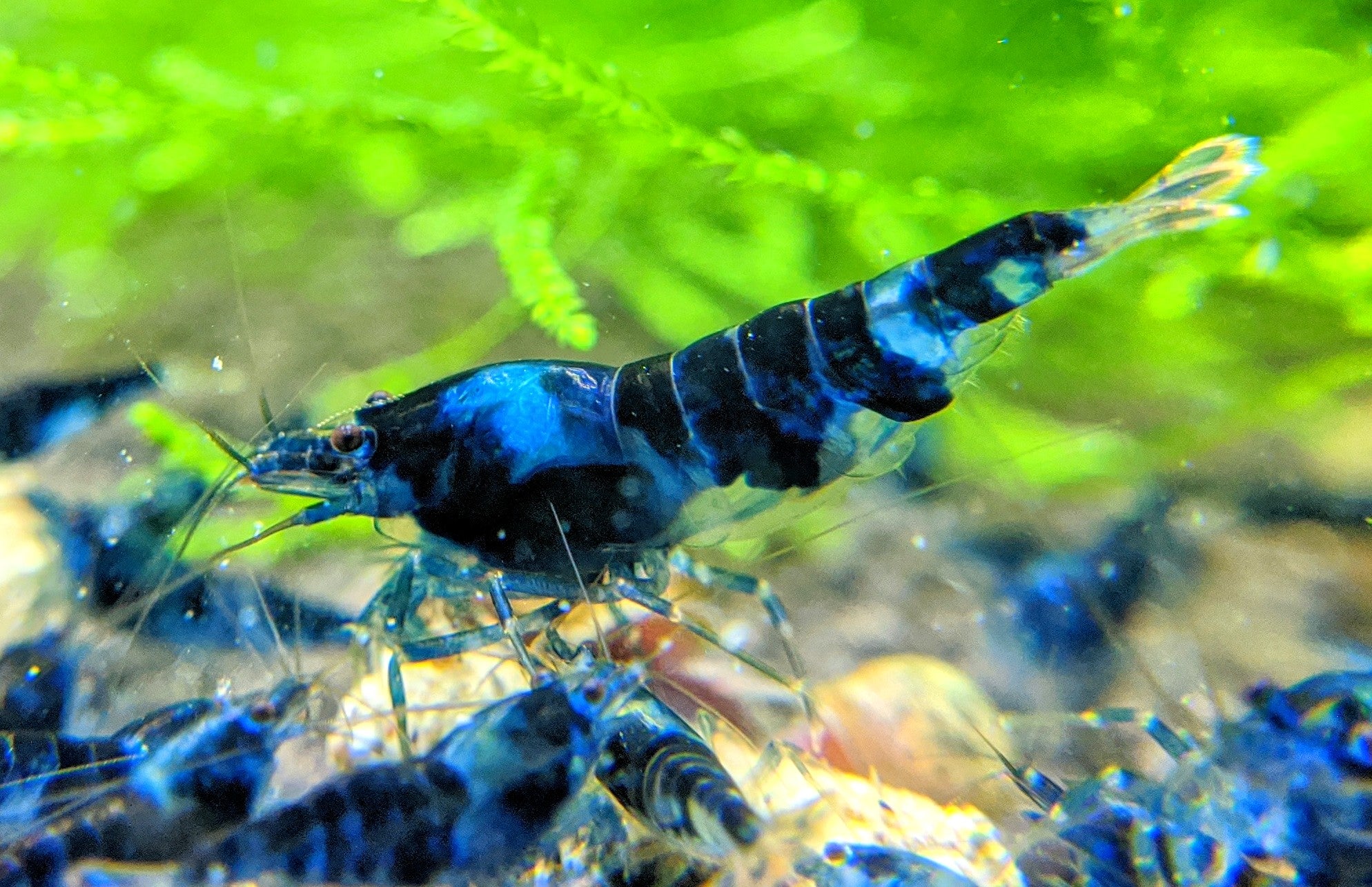 Dragonblood Shrimp *RARE*