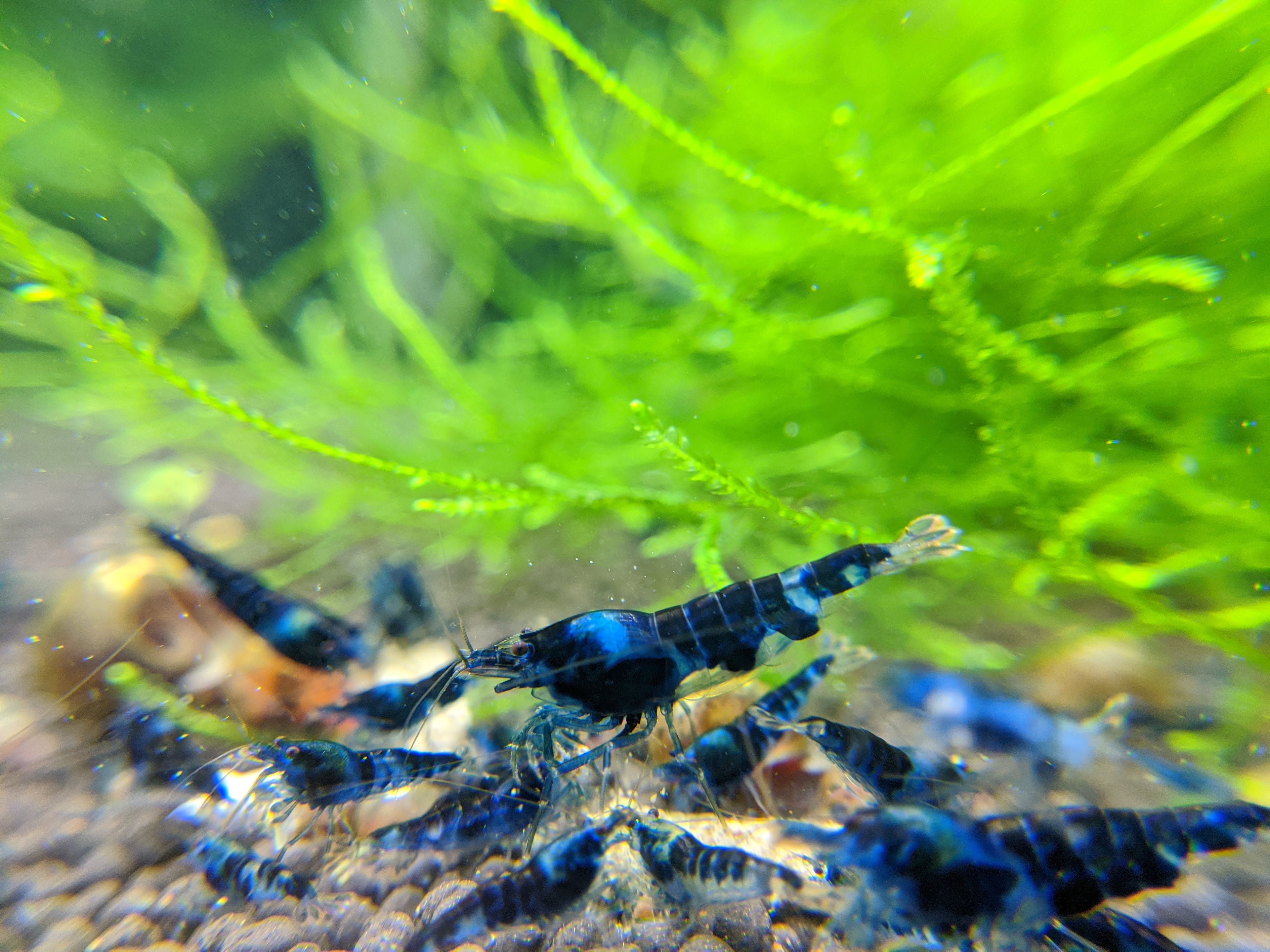 Dragonblood Shrimp *RARE*