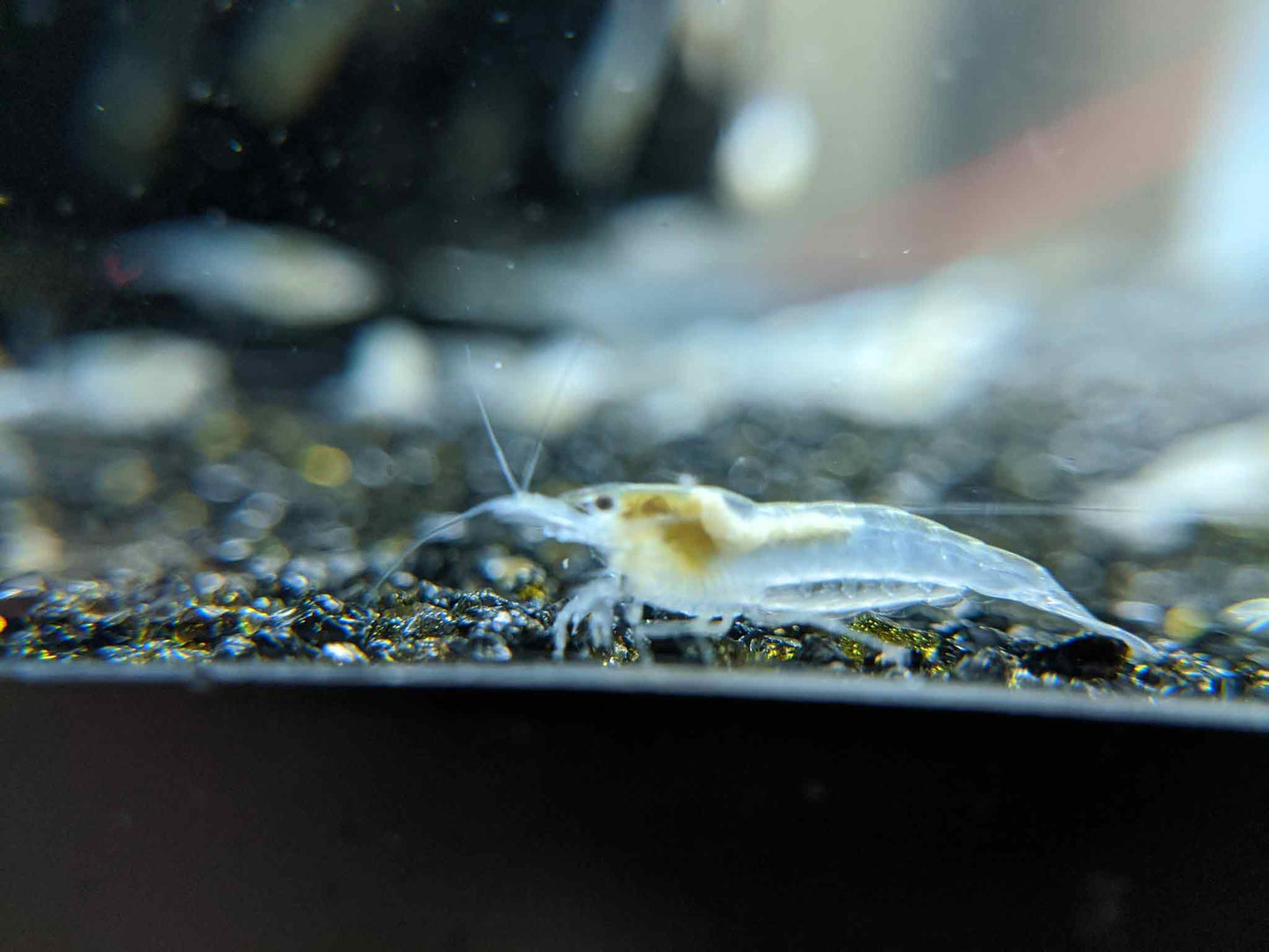 Buy your own snowball shrimp.