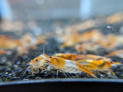 Orange Rili Shrimp - Shrimpy Business