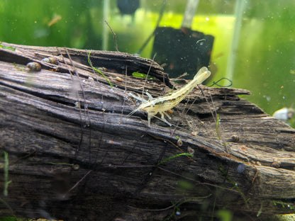 Bamboo Shrimp (ATYOPSIS SPINIPES)