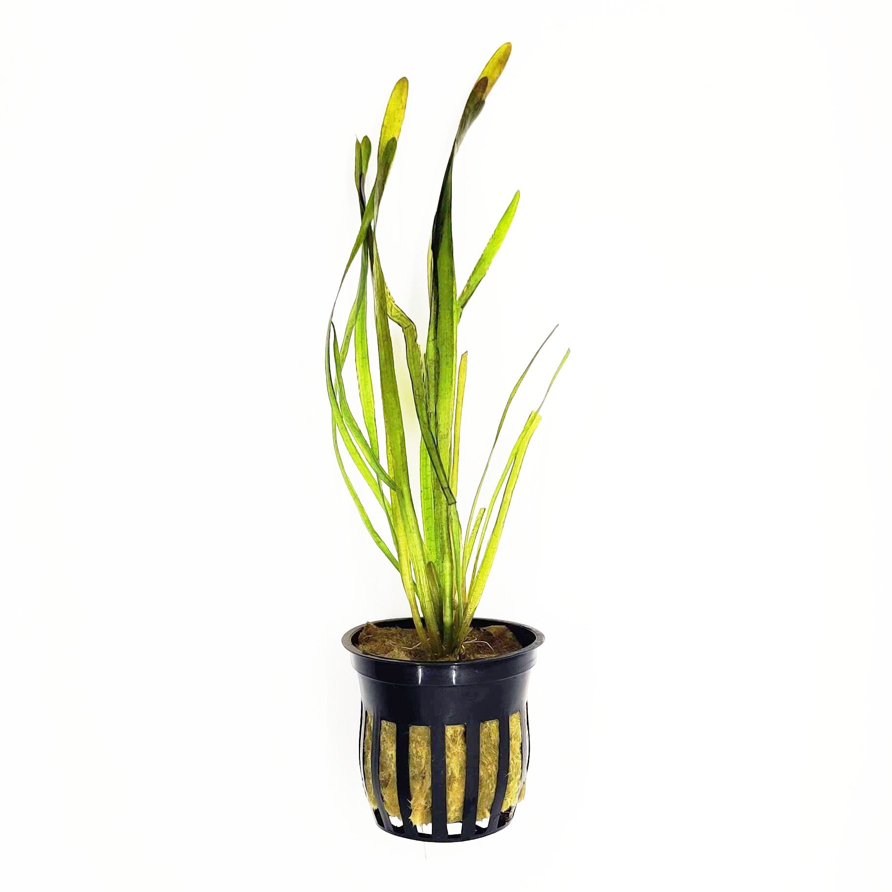 Vallisneria