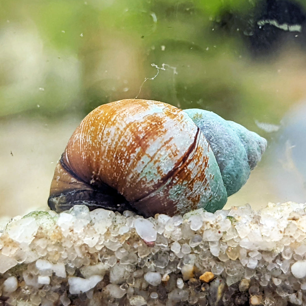 Japanese Trapdoor Snail Freshwater Snails Shrimpy Business