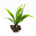 Java Fern Attached to Lava Rock