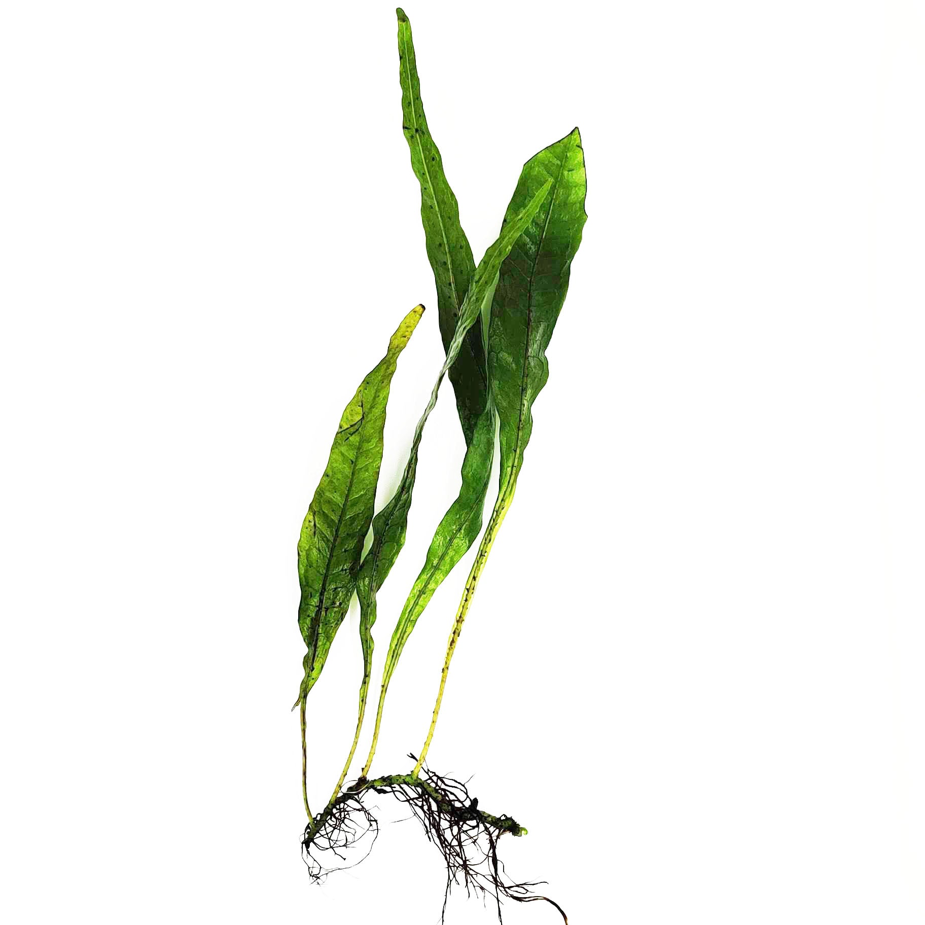 Java Fern Java Fern Sunrise On Mat | Shop Easy Aquarium Plants Buce