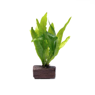 Java Fern Attached to Nano Wood