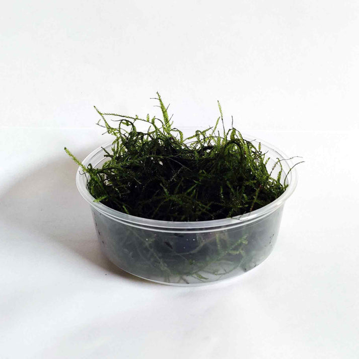 Java Moss for Sale | Buy Java Moss Online | Shrimpy Business