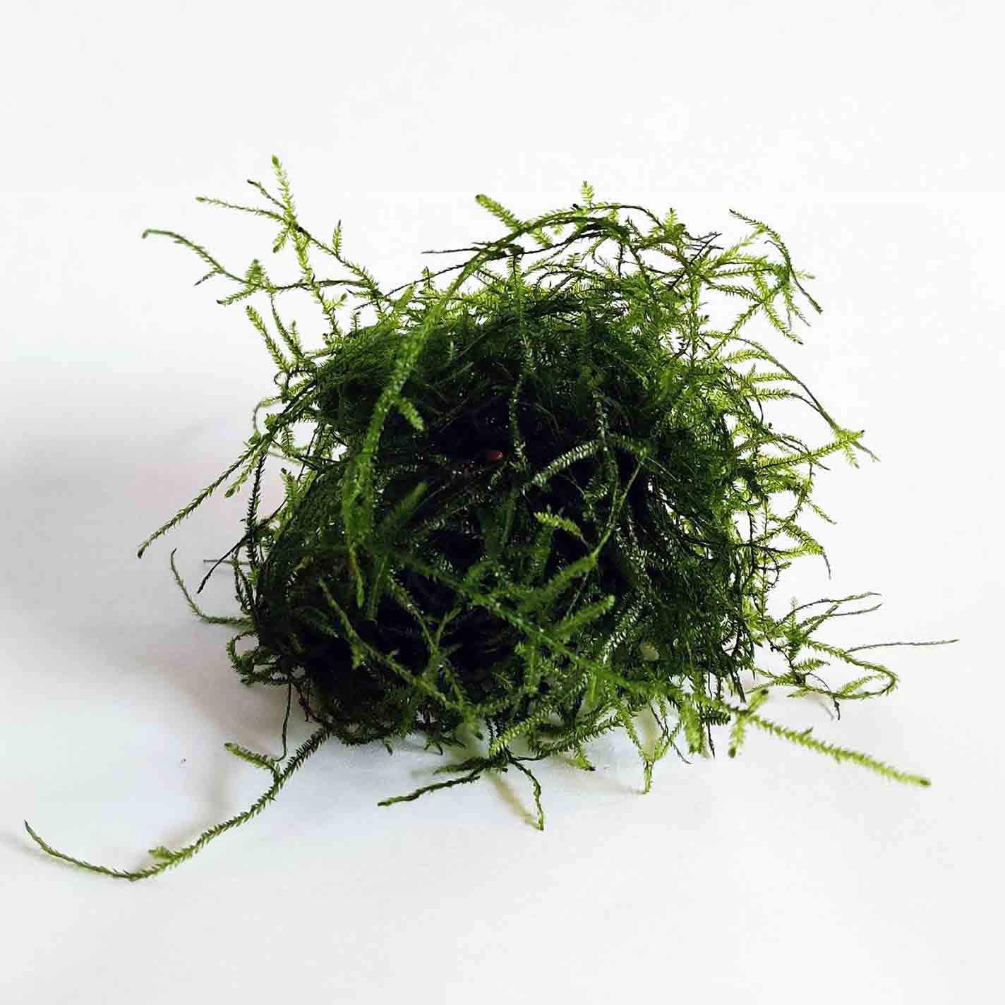 Java Moss