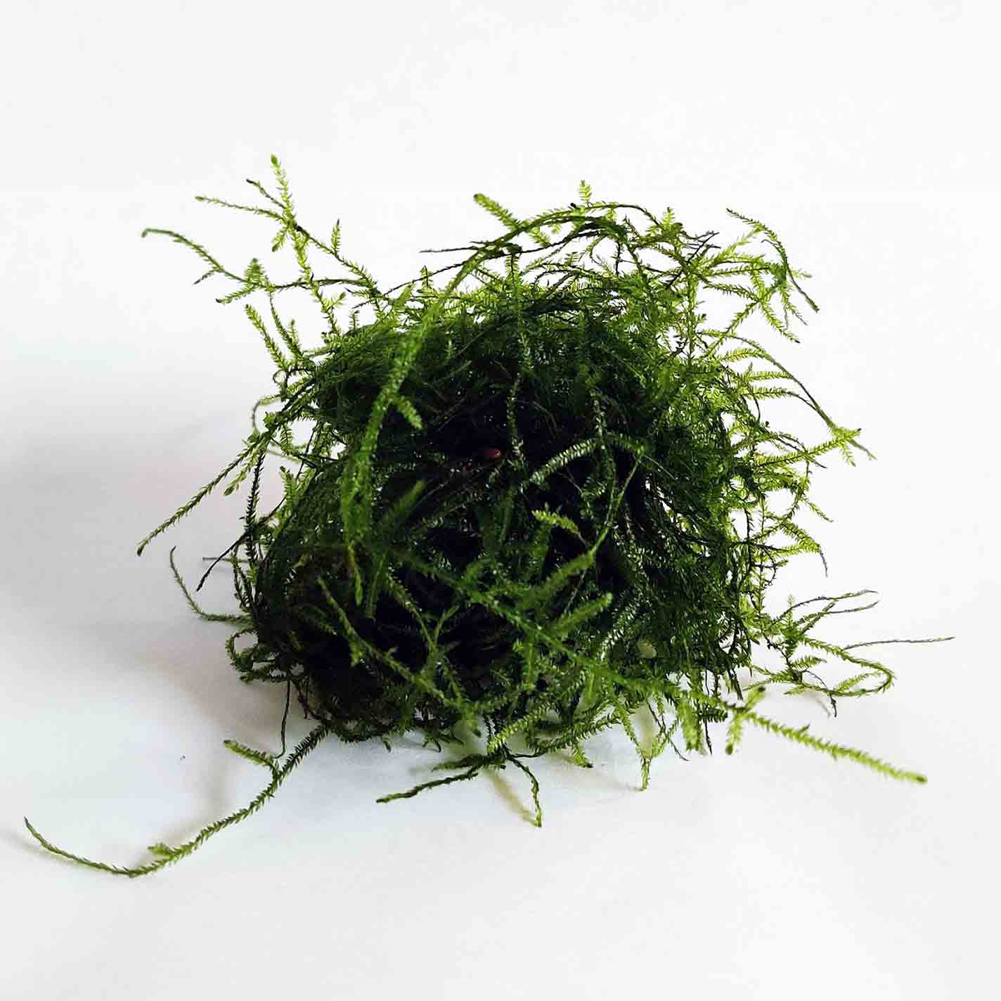 Java Moss - Who Gives A Fish