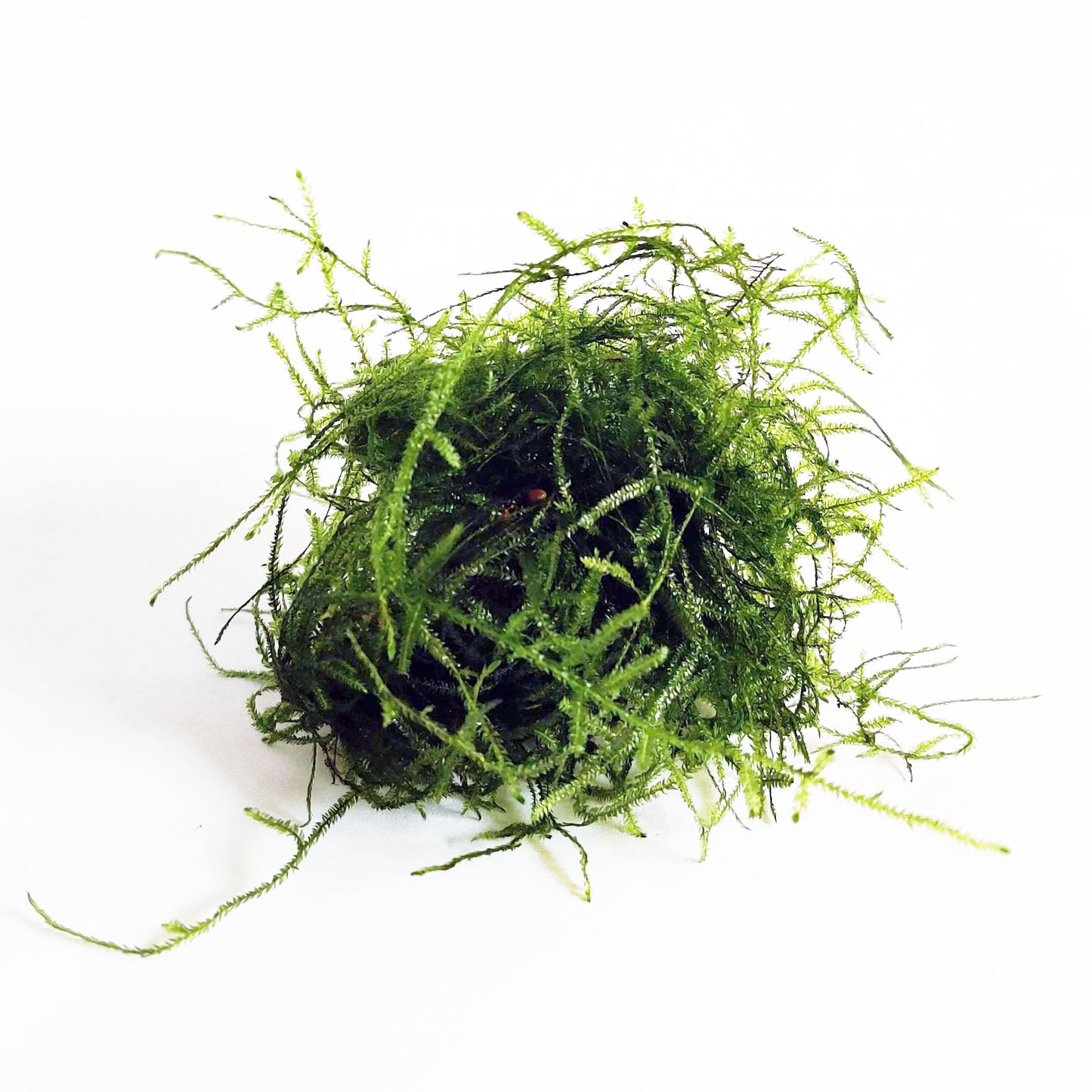 Java Moss