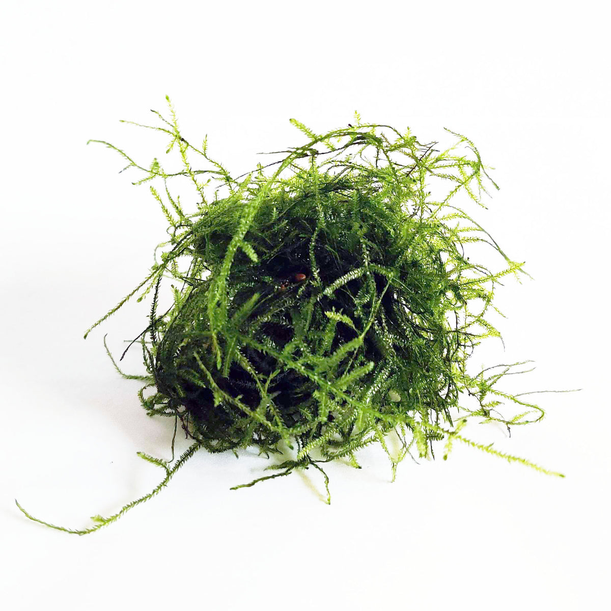 Java Moss Shrimp Java Moss for Sale | Buy Java Moss Online | Shrimpy Business
