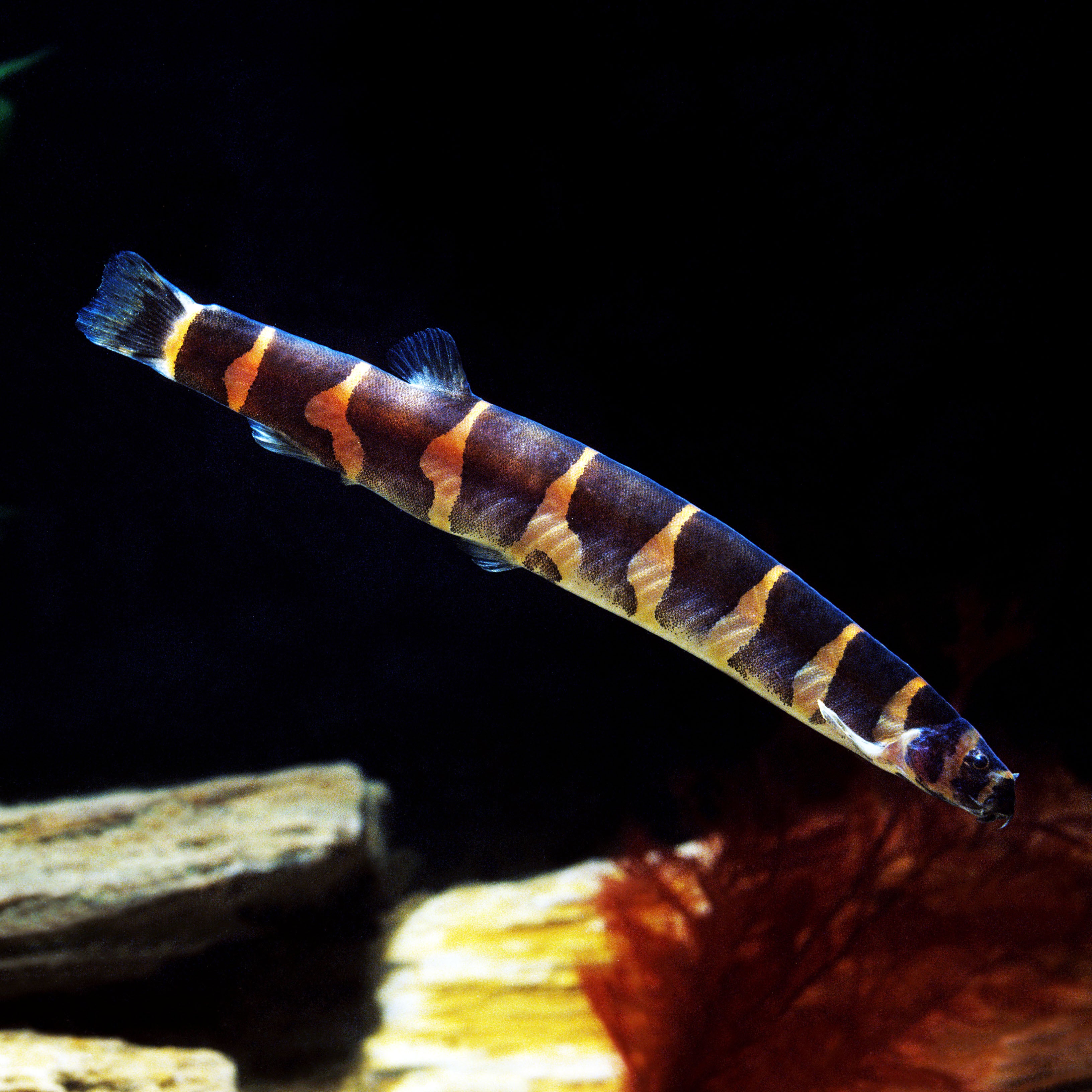 Kuhli Loach