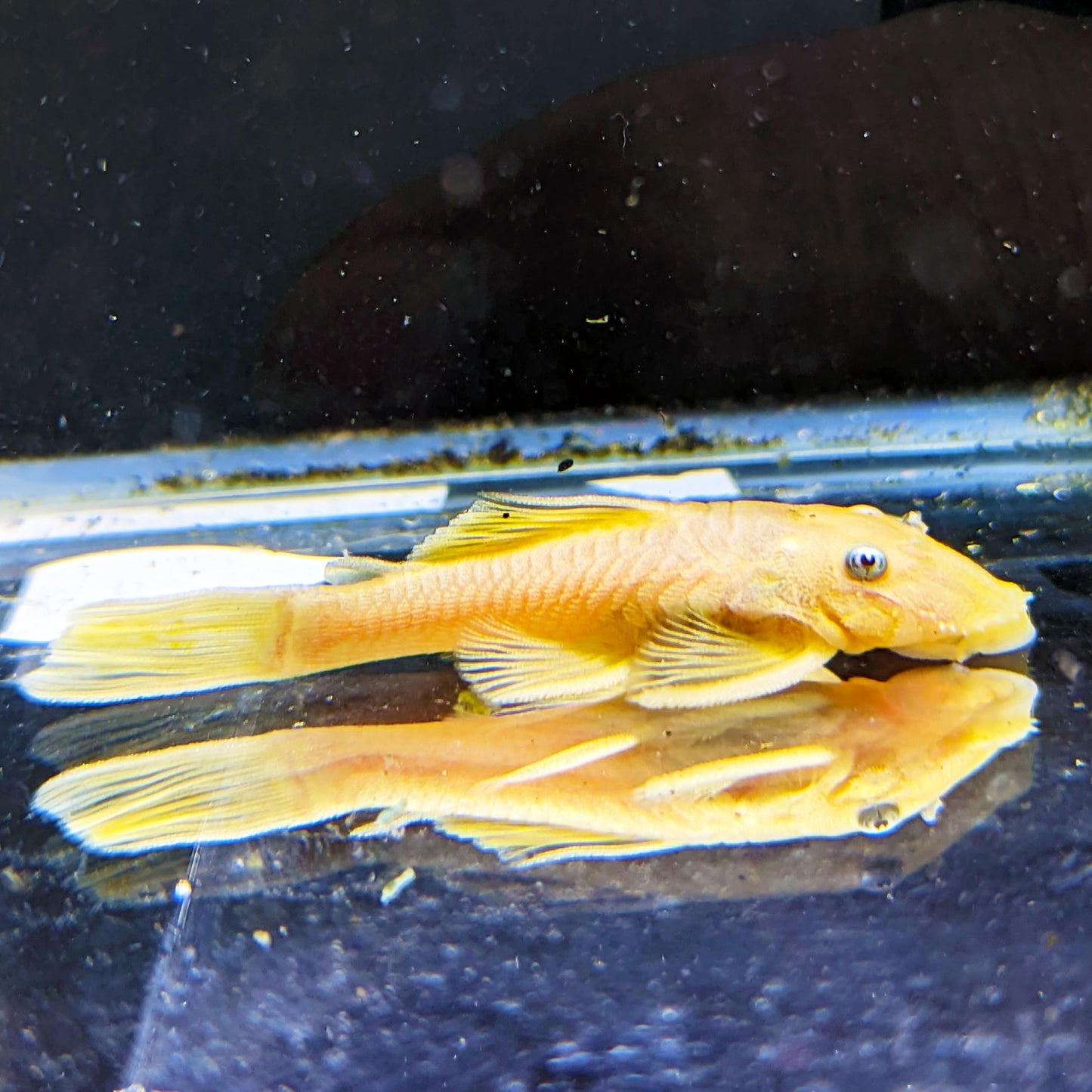 Blue Eye Lemon Bristlenose Pleco (Tank-Bred)