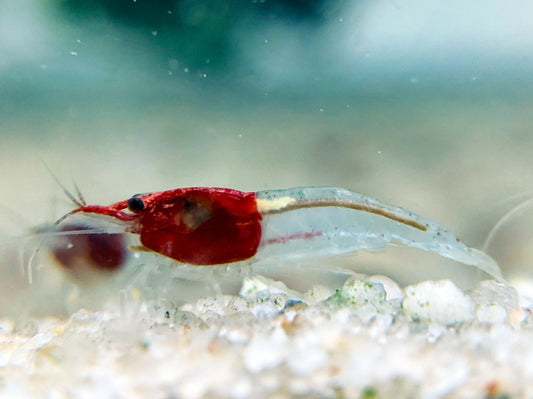 Little Red Riding Hood Shrimp
