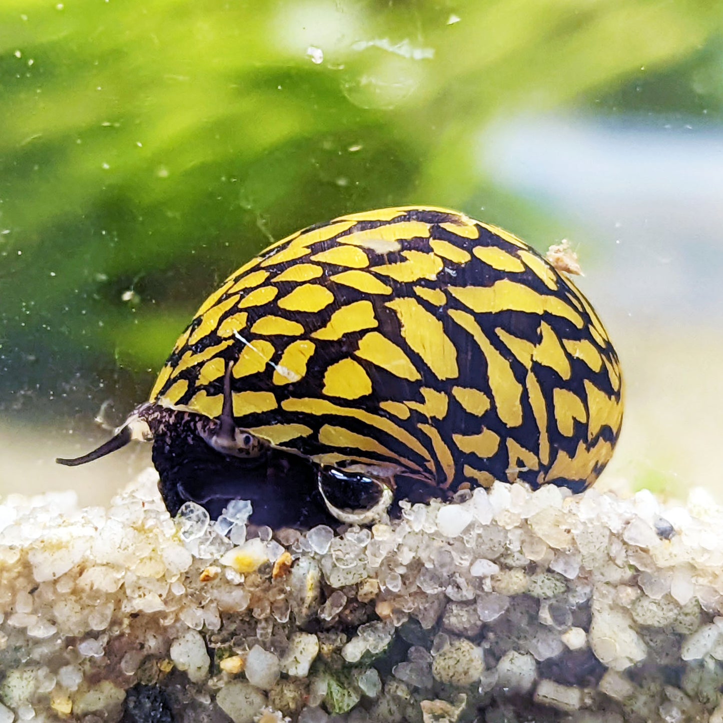 Lightning Bolt Nerite Snail