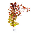 Ludwigia Natans Super Red