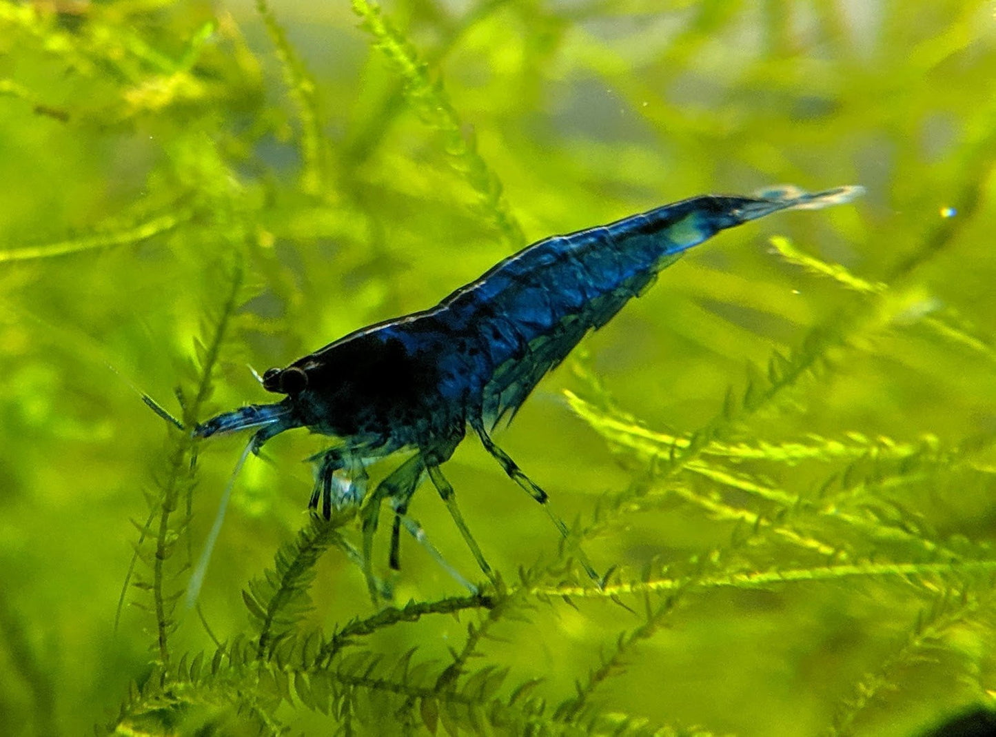 Fantasy blue dream shrimp.